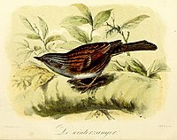 De winterzanger (1869), John Gerrard Keulemans