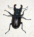 Lucanus cervus Male