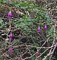 Pendent flowers among Spring shoots on arching branches.