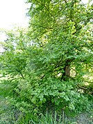 Liquidambar orientalis.