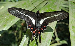 Parides proneus