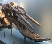 P. danovi skull, National Natural History Museum of China