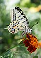 * Nomination: A Papilio machaon on a flower. In Italy, South Tyrol --Fbnpch 09:52, 21 August 2013 (UTC) * * Review needed