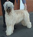 Soft Coated Wheaten Terrier