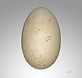   Egg