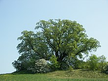 1991 Sommer-Linde