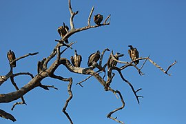 Gyps africanus (White-backed Vultures)