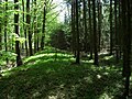 Limes near Lich, Strecke 4, Taunus- und Wetteraulinie, Hessen.