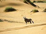 Namib, Namibia