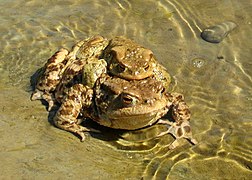 Amplexus chez le crapaud commun (Bufo bufo).