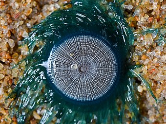 Central disk of blue button 1.5 cm diameter