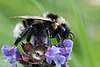 Bombus subterraneus