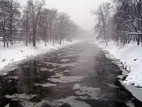 Olsa žiemą