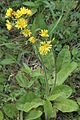 Crepis praemorsa