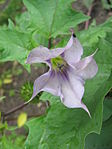 Doornappel (Datura stramonium)