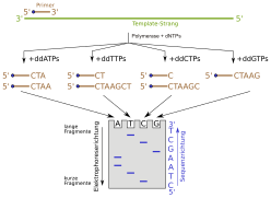 Didesoxy-Methode.svg