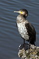 Great Cormorant, Abou Dabi, UAE