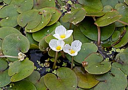 Fleurs de Morène.