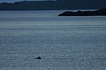 Thumbnail for File:Harbour Porpoise (Phocoena phocoena), Haroldswick - geograph.org.uk - 5020071.jpg