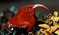 ʻIʻiwi (Vestiaria coccinea), a Hawaiian honeycreeper