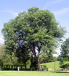 Ulmus americana (Hvítálmur) í Longwood Gardens, Pennsylvania