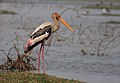 Di Bharatpur, Rajasthan, India.