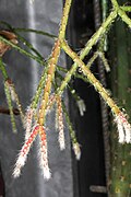 Rhipsalis pilocarpa