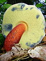 Boletus calopus var. pachypus