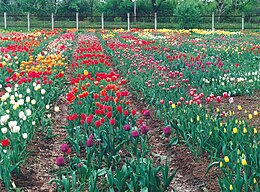 Tulpės (Tulipa sp.)