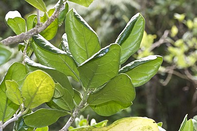 Foliage, from beneath