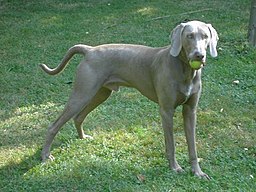 Weimaraner