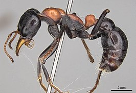 Myrmecia nobilis