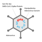 Non-replicating adenovirus vector with nCoV-19 Spike gene V01.svg