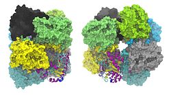 Δ-Aminolävulinsäure-Dehydratase