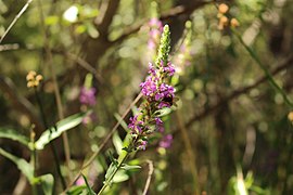 Abeja en flor magenta.jpg