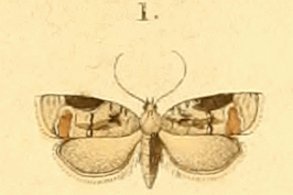 Acleris lacordairana