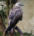 Pusztai ölyv (Buteo rufinus)