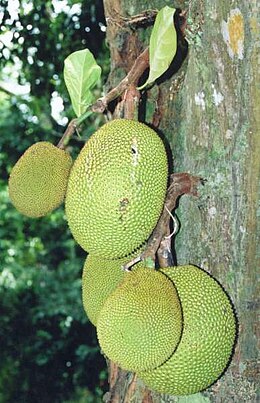 Stambusis duonmedis (Artocarpus heterophyllus)