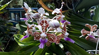 Bunga anggrek Vanda tricolor.jpg