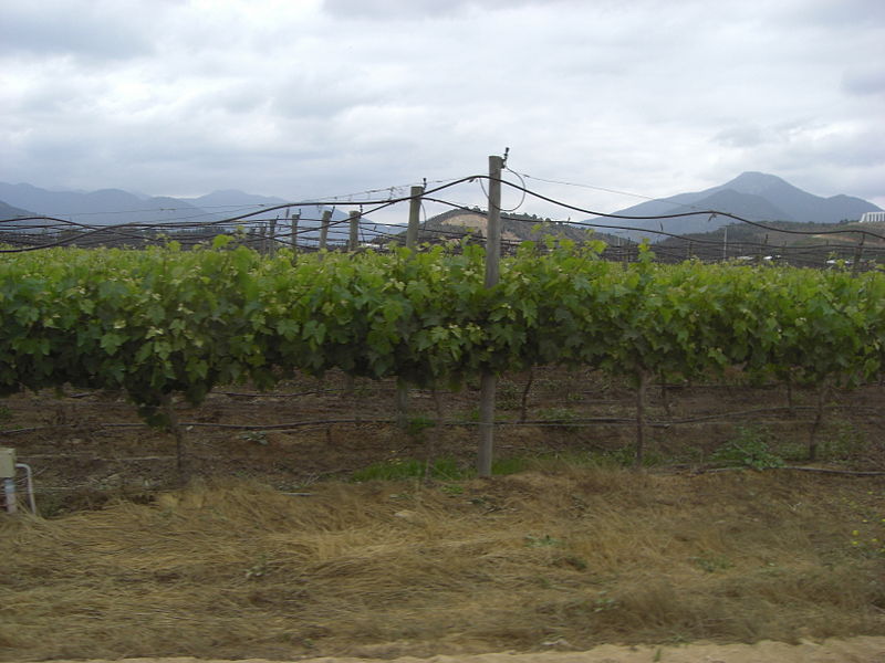 File:Bodega Viña Mar, Chile2.jpg