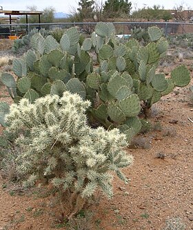 Opuntia bigelovii