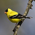 American goldfinch