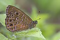 * Nomination: Close wing Basking of Lethe siderea (Marshall, 1881) - Scarce Woodbrown WLB --Anitava Roy 03:44, 12 October 2024 (UTC) * * Review needed