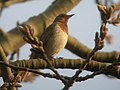 Turdus ruficollis (cat.)