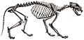 Jaguar skeleton