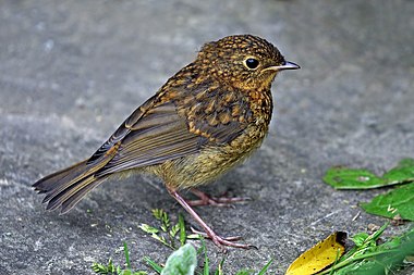 European robin juvenile