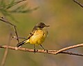 Motacilla flava feldegg, female