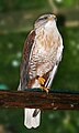 Királyölyv (Buteo regalis)