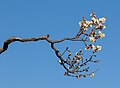 Branche fleurie d'abricotier du Japon dans le parc Nagai à Osaka.