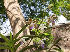 Flowers of Vanda tessellata 2.jpg